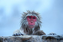 Japanese macaque (Macaca fuscata) emerging from thermal pool, Jigokudani, Yamanouchi, Japan.