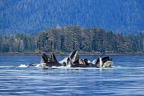 Humpback whale (Megaptera novaeangliae) pod, bubble-net feeding at water surface, Tebenkof Bay, Alaska, USA. July.