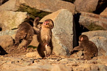 Three Japanese macaques (Macaca fuscata) juveniles, play fighting, Yamanouchi, Japan.