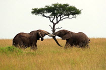Two African bush elephants (Loxodonta africana) juvenile males, sparring, Mara Triangle Conservancy, Masai Mara, Kenya. Endangered.