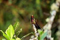 Rainbow-bearded thornbill (Chalcostigma herrani) perched on branch in the scrub of Nevado del Ruiz, Manizales, Colombia.