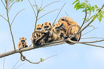 Group of Black-and-gold howler monkeys (Alouatta caraya) females with infants, resting on tree branch, Cuiaba River, Northern Pantanal, Brazil.