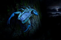 Scorpion (Scorpiones) on tree trunk at night illuminated with UV light with moon in background, Osa Peninsula, Costa Rica.