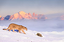 Puma (Puma concolor) female, walking along snow covered ridgeline with mist covered valley (inversion) and early morning light on the Torres del Paine Massif in background, Torres del Paine National P...