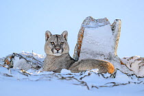Puma (Puma concolor) juvenile male, resting in deep snow, Torres del Paine National Park / Estancia Amarga, Patagonia, Chile. July.