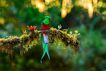 Resplendent quetzal (Pharomachrus mocinno) male, perched on lichen covered branch with berry in beak, in montane rainforest, Talamanca, Costa Rica.