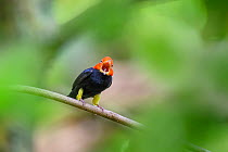 Red-capped manakin (Ceratopipra mentalis) male, calling and displaying at lek site in rainforest, Boca Topada, Costa Rica.