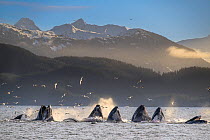 Humpback whales (Megaptera novaeangliae) lunge feeding with flocks of Glaucous-winged gulls (Larus glaucescens) above, Sitka Sound, south east Alaska, USA. March