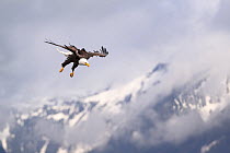 Bald eagle (Haliaeetus leucocephalus) in flight over Sitka Sound with snow-covered mountains in background, Alaska, USA. March.
