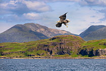 White-tailed eagle (Haliaeetus albicilla) in flight over Loch Na Keel, Isle of Mull, Scotland, UK. June.