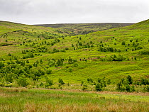 Woodland regeneration, Geltsdale Nature Reserve, near Brampton, North Pennines, Cumbria, UK. June, 2023.