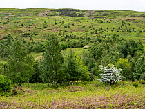 Woodland regeneration, Geltsdale Nature Reserve, near Brampton, North Pennines, Cumbria, UK. June, 2023.