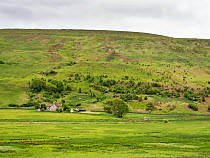 Woodland regeneration on hillside above house, Geltsdale Nature Reserve, near Brampton, North Pennines, Cumbria, UK. June, 2023.
