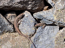 Three Madeiran wall lizards (Teira dugesii) basking on rocks, Fontes, Madeira. March.