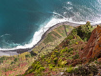 View looking down the steep sea cliffs on to cultivated strips of land along the coast, Cabo Girao, Madeira. March, 2023.