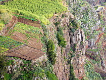 Man tilling the soil on a constructed terraced farm plot above steep sea cliffs, Cabo Girao, Madeira. March, 2023.