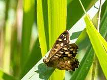 Speckled wood butterfly (Pararge aegeria) resting on a leaf, Leighton Moss RSPB reserve, Lancashire, UK. June.