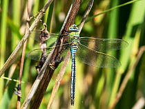 Emperor dragonfly (Anax imperator) resting on reed stem, Leighton Moss RSPB reserve, Lancashire, UK. June.