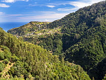 Terraced farm fields and native Laurel (Laurus nobilis) forest, Ribieras da Janella, Madeira. March.