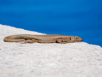 Madeiran wall lizard (Teira dugesii) basking on stone wall, Porto Moniz, Madeira. March.