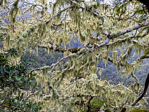 Filamentous lichen (Alectoria sarmentosa) growing on tree in Laurel (Laurus nobilis) forest, near Rabacal, Madeira. March.