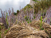 Sugar cane (Saccharum sp.) crop growing on coastal cliffs, Jardim do Mar, Madeira. March.