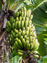 Bananas (Musa sp.) growing on tree, Marocos, Madeira. March.