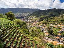 Potato crop growing in terraced farmland on hillside with houses behind, Marocos,  Madeira. March, 2023.