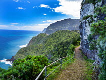 Laurel (Laurus nobilis) trees covering cliffs with steep mountain footpath along coast, Boa Ventura, Madeira. March.