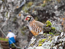 Red legged partridge (Alectoris rufa) perched on mountainside with a hiker in background, Pico Ruivo mountain, Madeira. March.