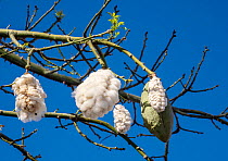 Kapok tree (Ceiba pentandra) fruits hanging on tree, Funchal, Madeira. March.