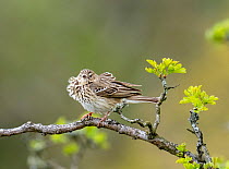 Tree pipit (Anthus trivialis) with ruffled feathers, perched on branch in Hawthorn (Crataegus sp.) tree, near Ambleside, Lake District, Cumbria, UK. May.