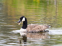 Canada goose (Branta canadensis) on water, with the bottom of a drinks can stuck in its beak, River Brathay, Ambleside, Lake District, Cumbria, UK. May.