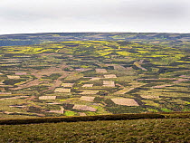 View of patchwork moorland landscape, a result of Heather (Calluna vulgaris) burning, Arkengarthdale, Yorkshire Dales, UK. June, 2023.
