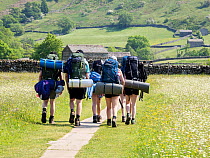 Four teenage hikers walking along path through wildflowers in traditional hay meadow, Swaledale, Yorkshire Dales, UK. June, 2023.