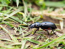 Rain beetle (Pterostichus melanarius) portrait, near Austwick, Yorkshire Dales, UK. May.