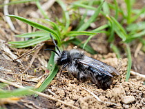 Ashy mining bee (Andrena cineraria) digging nest in soil, near Austwick, Yorkshire Dales, UK. May.