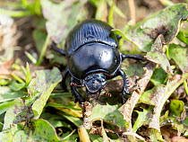 Dor beetle (Anoplotrupes stercorosus) portrait, near Austwick, Yorkshire Dales, UK. May.
