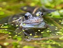 Common frog (Rana temporaria) in a garden pond surrounded by Duckweed (Lemna minor), Ambleside, Lake District, Cumbria, UK. February.
