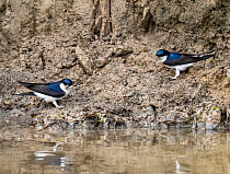 Two House martins (Delichon urbicum) perched on riverbank gathering mud for nest building, River Brathay, Ambleside, Lake District, Cumbria, UK. May.