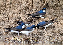 House martins (Delichon urbicum) perched on riverbank gathering mud for nest building, River Brathay, Ambleside, Lake District, Cumbria, UK. May.
