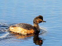 Black necked grebe (Podiceps nigricollis) swimming on lake  at St Aidens Nature Reserve near Swillington. This area used to be an old open cast coal mine.Yorkshire, UK. June, 2023.