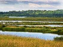 View across wetlands at St Aidens Nature Reserve near Swillington. This area used to be an old open cast coal mine. Yorkshire, UK. June, 2023.