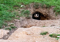 Badger (Meles meles) peering out entrance to sett in hillside, near Ambleside, Lake District, Cumbria, UK. May.