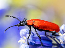 Black headed cardinal beetle (Pyrochroa coccinea) resting on a Bluebell (Hyacinthoides non-scripta) flower, Ambleside, Lake District, Cumbria, UK. May.