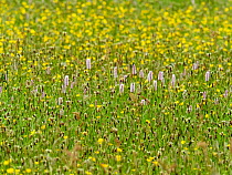 Water bistort (Persicaria amphibia) and Buttercups (Ranunculus sp.) flowering in a hay meadow, Ambleside, Lake District, Cumbria, UK. May.