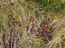 Red grouse (Lagopus lagopus scotica) droppings on moorland, Yorkshire Dales, UK. March.