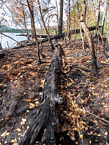 Charred trees in woodland at the head of Lake Windermere, burned by fire that was lit in drought conditions during the summer, Lake District, Cumbria, UK. June, 2023.