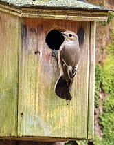 Pied flycatcher (Ficedula hypoleuca) female, perched at entrance to nestbox, Rydl, near Ambleside, Lake District, Cumbria, UK. April.