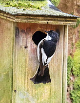 Pied flycatcher (Ficedula hypoleuca) male, perched at entrance to nestbox, Rydl, near Ambleside, Lake District, Cumbria, UK. April.